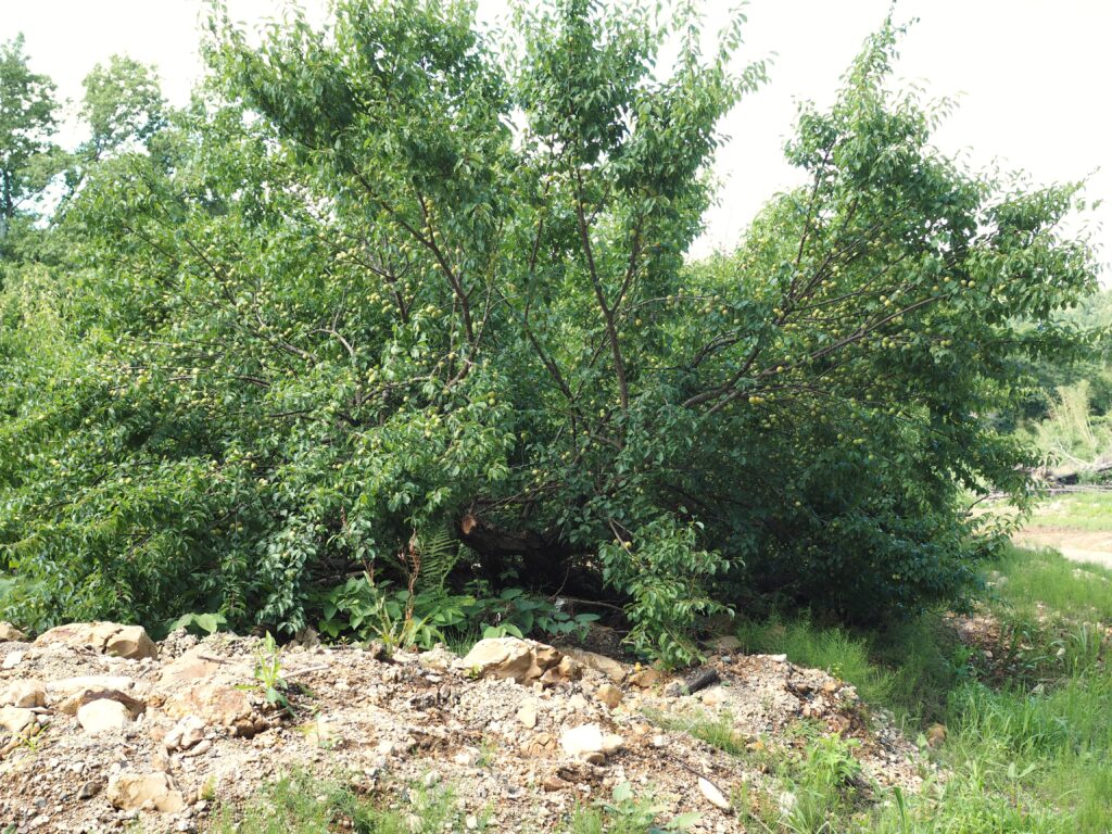 豪雨災害の爪痕が残ったままの梅畑
