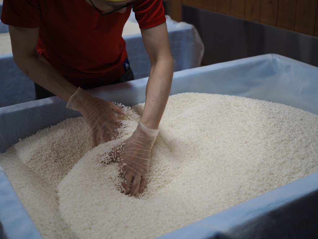 麴室での作業