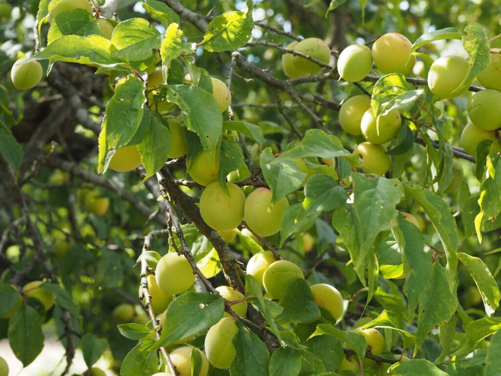 驚くほど多くの梅が実る